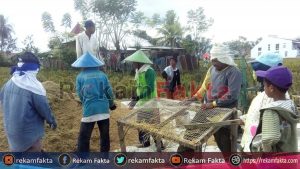 Sejumlah Lahan Pertanian Di Kota Gorontalo Terancam Gagal Panen