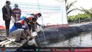 Lanjutkan Program CSR, Pertamina RU Cilacap Taburkan 60.000 Benih Udang Windu dan 20.000 Bandeng Di Desa Ujung Alang