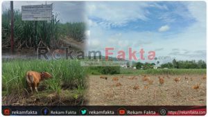 Selain Kebakaran Tebu, Hewan Sapi Juga Menjadi Masalah Serius Di PT. PG. Gorontalo