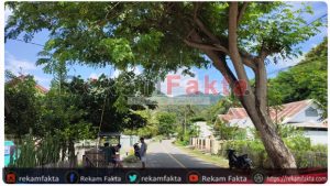 Pohon Bertujuan Untuk Penghijauan Malah Membahayakan, Djasmin : Pihak PLN Diharapkan Bisa Beri Solusi