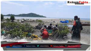 Memulihkan Ekosistem Mangrove, Pemdes Managgu Bersama Masyarakat, Tanam 31.000 Mangrove di Muara Sungai