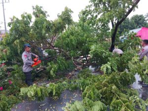Cuaca Buruk Melanda Gorontalo, Tim SAR ILATO Brimob Gorontalo Bersihkan Pohon Tumbang Di Desa Isimu Raya