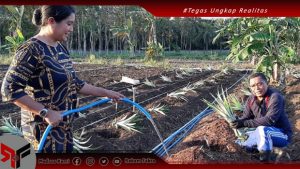 Petrus Fatlolon, Anak Petani yang Masih Giat Bertani