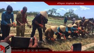 Acara Panen Raya Bawang Merah Desa Yamluli, Berty Alerbitu ; Terimakasih Pemda MBD