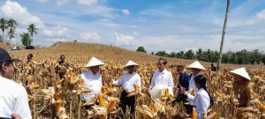 Presiden Jokowi Hadiri Panen Raya Jagung di Boalemo