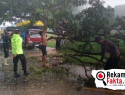 Aksi Cepat Polsek Paguat Evakuasi Pohon Tumbang, Lalu Lintas Kembali Lancar