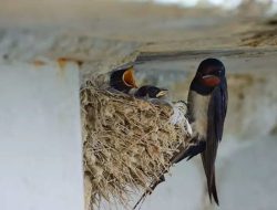 Pemkot Gorontalo Maksimalkan Potensi Pajak Sarang Burung Walet