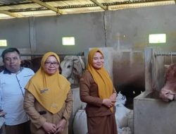 Dua Sapi Kurban Bantuan Presiden Disalurkan di Kota Gorontalo, Bobot Tembus 1,2 Ton