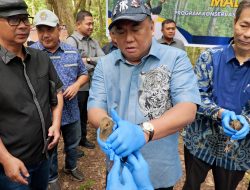 ‎Rachmat Gobel: Gorontalo Harus Jadi Benteng Terakhir Perlindungan Burung Maleo