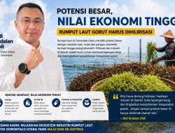 Aldi Uloli Dorong Hilirisasi Rumput Laut di Gorut, Sebut Potensinya Bisa Gerakkan Ekonomi Daerah